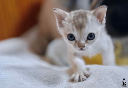 Singapurakitten reinrassig zu verkaufen