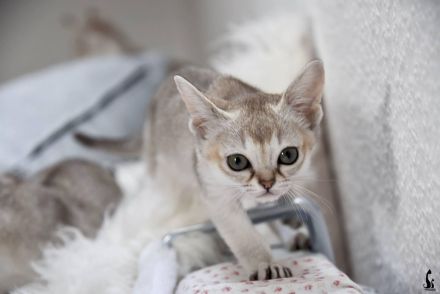 Singapurakitten reinrassig zu verkaufen