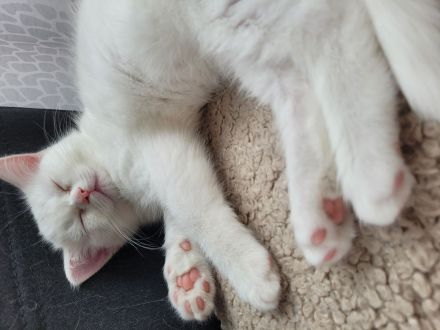 Britische Babykatze