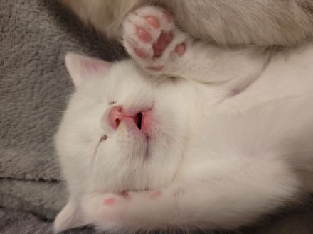 Britische Babykatze