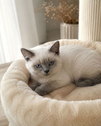 Bkh kitten 13 Wochen alt