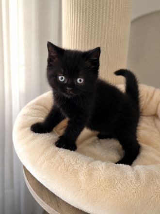 Bkh kitten
