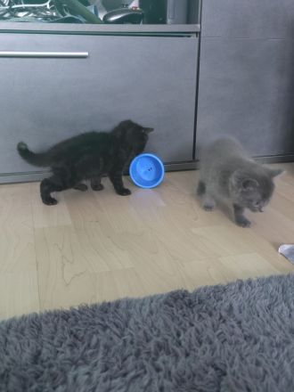 Britisch kurzharr Kater