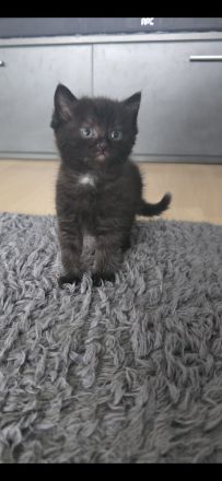 Britisch kurzharr Kater