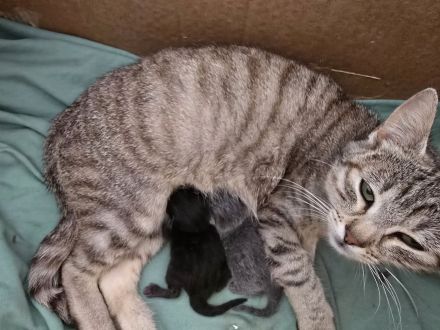 Katzenbabys