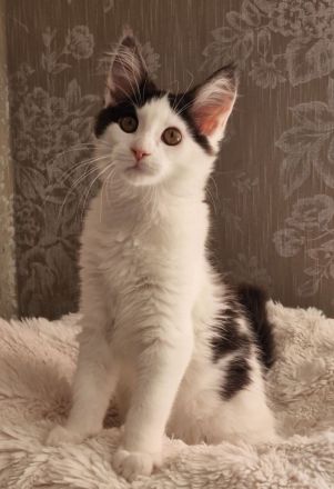 Maine Coon Kitten