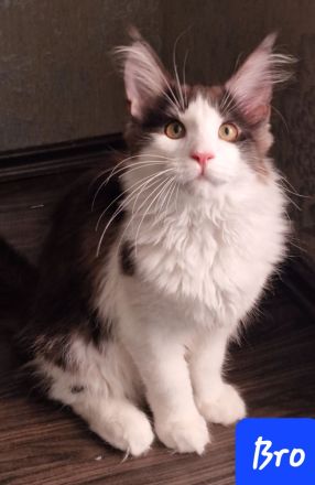 Maine Coon Kitten mit Stammbaum
