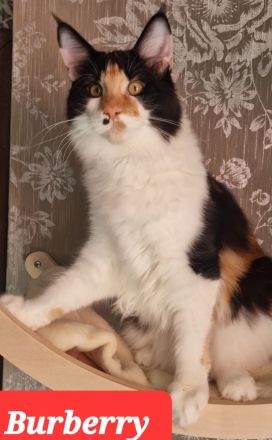 Maine Coon Kitten mit Stammbaum