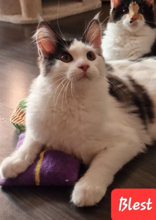 Maine Coon Kitten mit Stammbaum