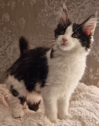 Maine Coon Kitten