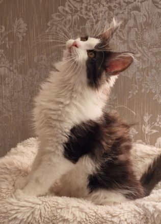 Maine Coon Kitten