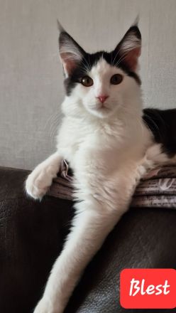 Maine Coon Kitten mit Stammbaum