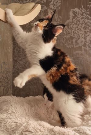 Maine Coon Kitten