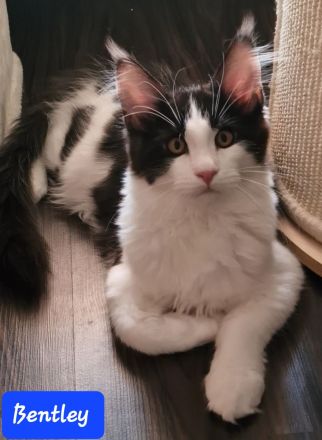 Maine Coon Kitten mit Stammbaum