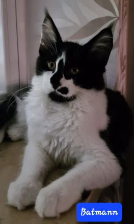 Maine Coon Kitten mit Stammbaum