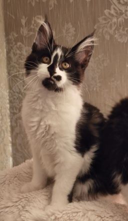 Maine Coon Kitten