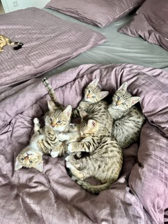 Bengal Kitten