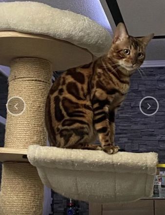 Bengal Kitten