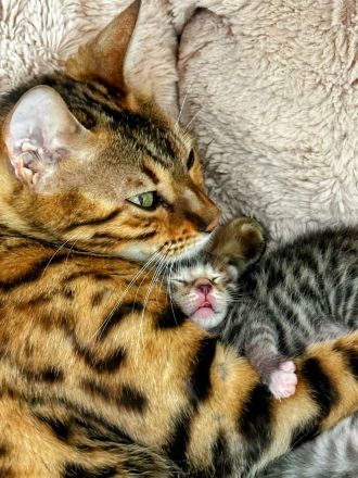 Bengal Kitten