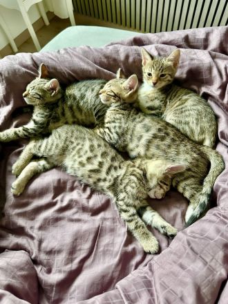 Bengal Kitten