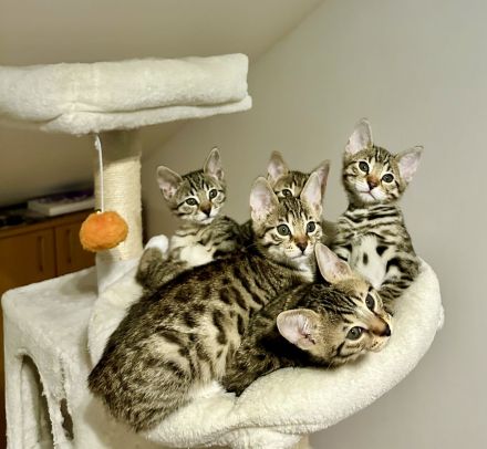 Bengal Kitten