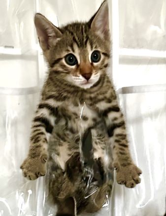 Bengal Kitten