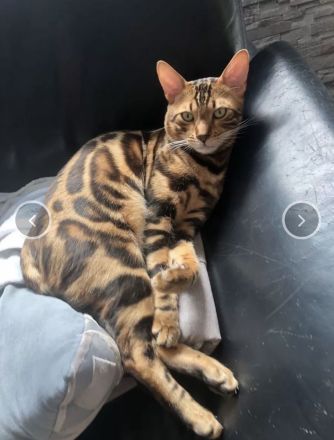 Bengal Kitten
