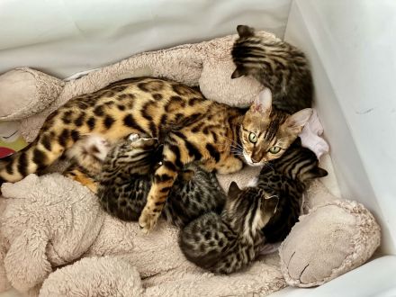 Bengal Kitten