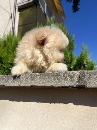 Pomeranian