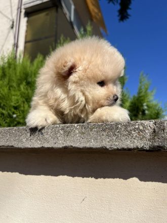 Pomeranian