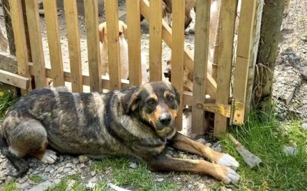 Liebenswerte Yuuki sucht Familienanschluss