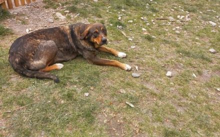 Liebenswerte Yuuki sucht Familienanschluss
