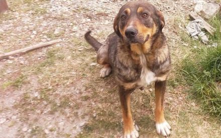 Liebenswerte Yuuki sucht Familienanschluss