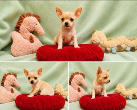 Chihuahua Welpen