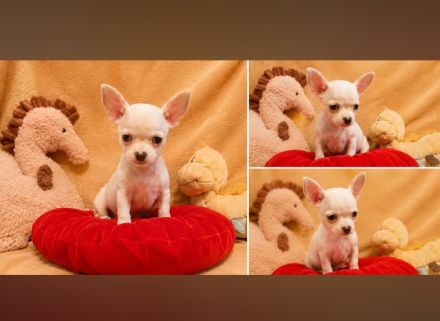 Chihuahua Welpen