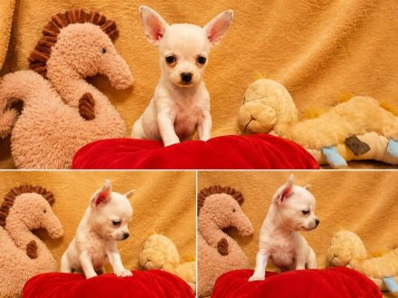 Chihuahua Welpen