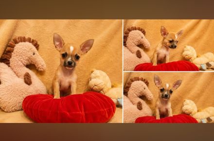 Chihuahua Welpen