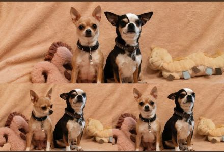 Chihuahua Welpen