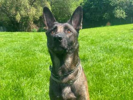 Brownie, Malinois, geb. 2023, mit guten Grundgehorsam, braucht Auslastung
