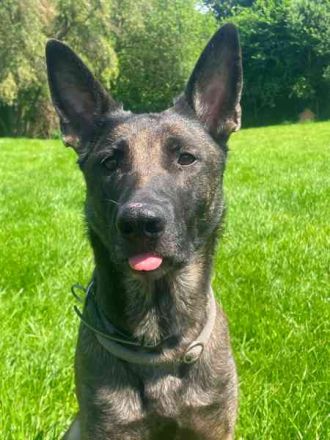 Brownie, Malinois, geb. 2023, mit guten Grundgehorsam, braucht Auslastung