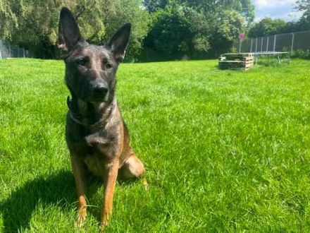 Brownie, Malinois, geb. 2023, mit guten Grundgehorsam, braucht Auslastung