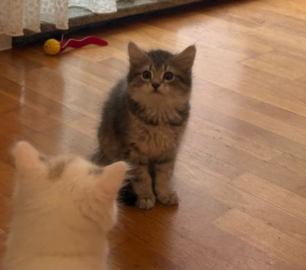 Katzenkinder suchen ein liebevolles Zuhause Geboren am: 08.04.2026