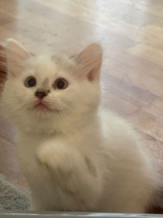 Katzenkinder suchen ein liebevolles Zuhause Geboren am: 08.04.2026