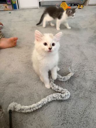 Katzenkinder suchen ein liebevolles Zuhause Geboren am: 08.04.2026