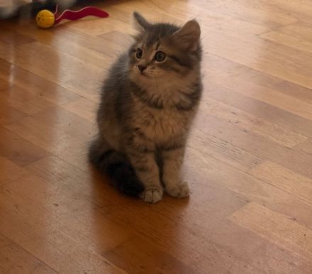 Katzenkinder suchen ein liebevolles Zuhause Geboren am: 08.04.2026