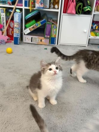 Katzenkinder suchen ein liebevolles Zuhause Geboren am: 08.04.2026