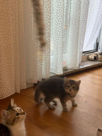 Katzenkinder suchen ein liebevolles Zuhause Geboren am: 08.04.2026