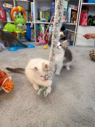 Katzenkinder suchen ein liebevolles Zuhause Geboren am: 08.04.2026