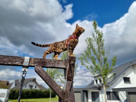 Bengal Deckkater XXL