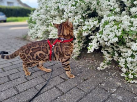 Bengal Deckkater XXL